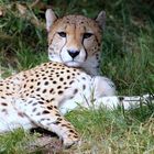 Gepard im Kölner Zoo