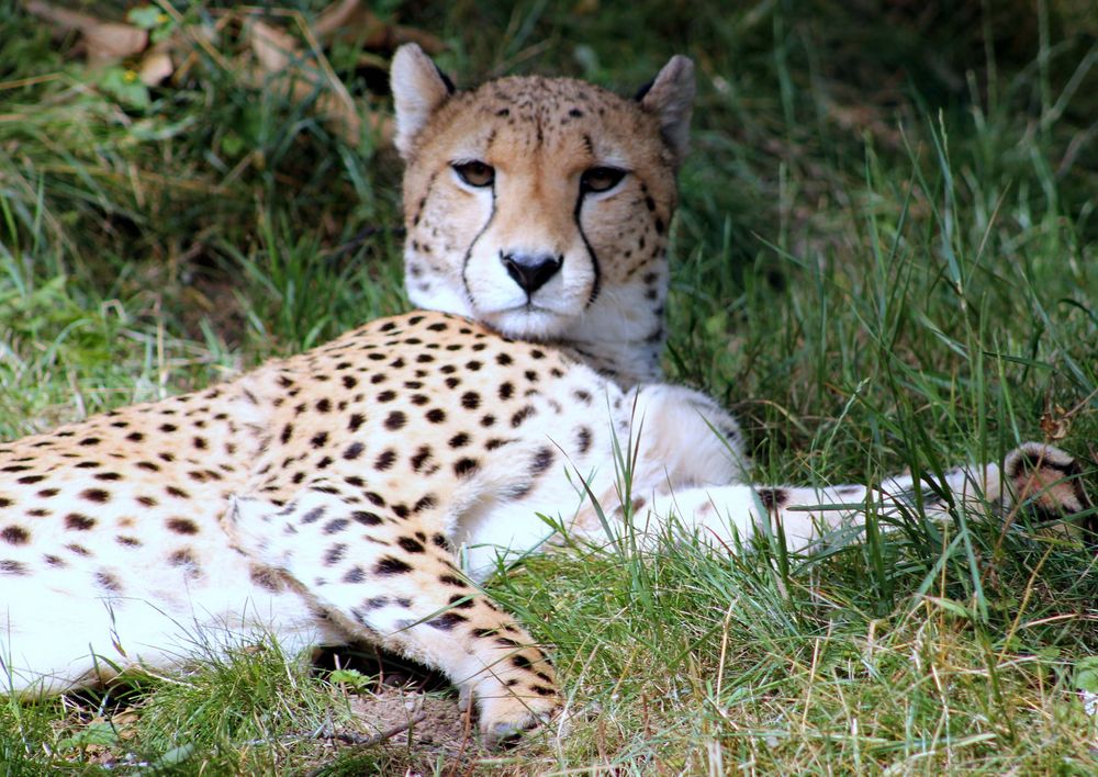 Gepard im Kölner Zoo