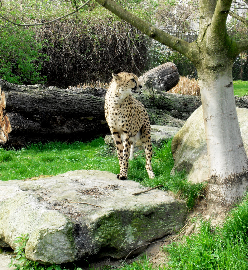 Gepard im Kölner Zoo 2