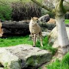 Gepard im Kölner Zoo 2