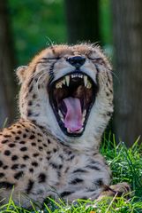Gepard im Kölner Zoo