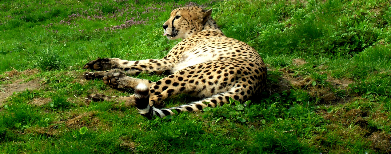 Gepard im Kölner Zoo