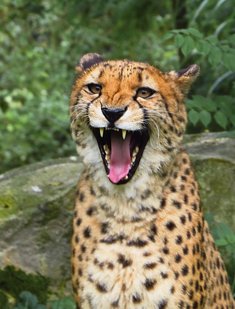 Gepard im Kölner Zoo