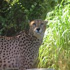 Gepard im Kölner Zoo