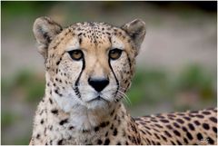 Gepard im Kölner Zoo