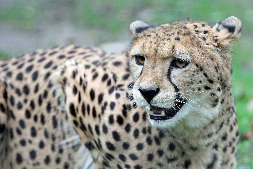 Gepard im Krefelder Zoo