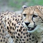 Gepard im Krefelder Zoo