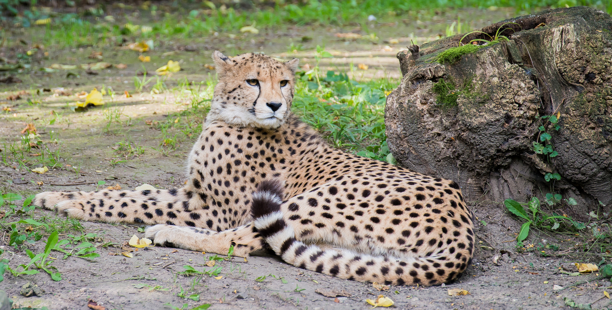 Gepard im Krefelder Zoo