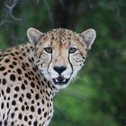 Gepard im Krüger Nationalpark
