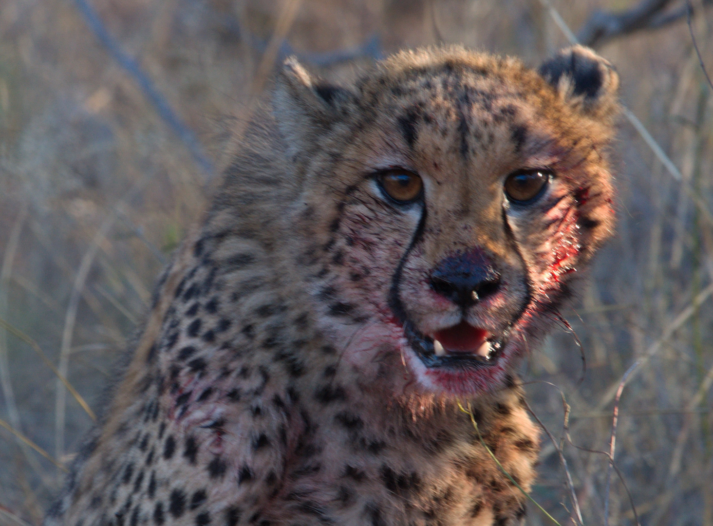 Gepard im Krüger NP.; 2013