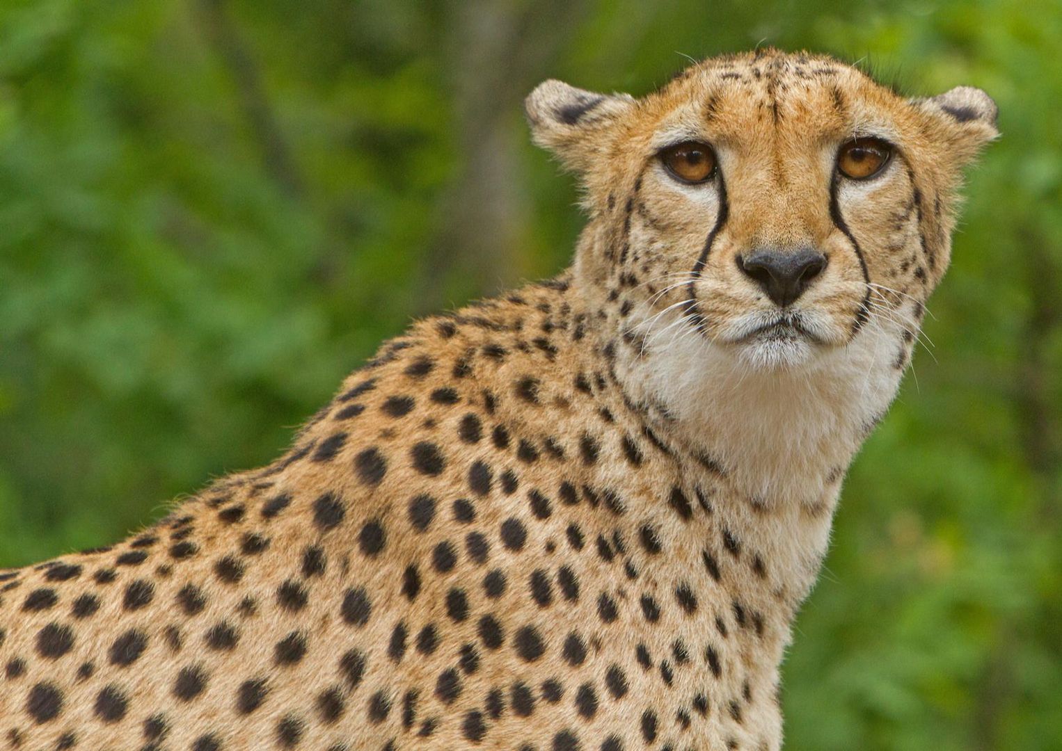 Gepard im Leipziger Zoo