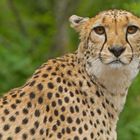 Gepard im Leipziger Zoo