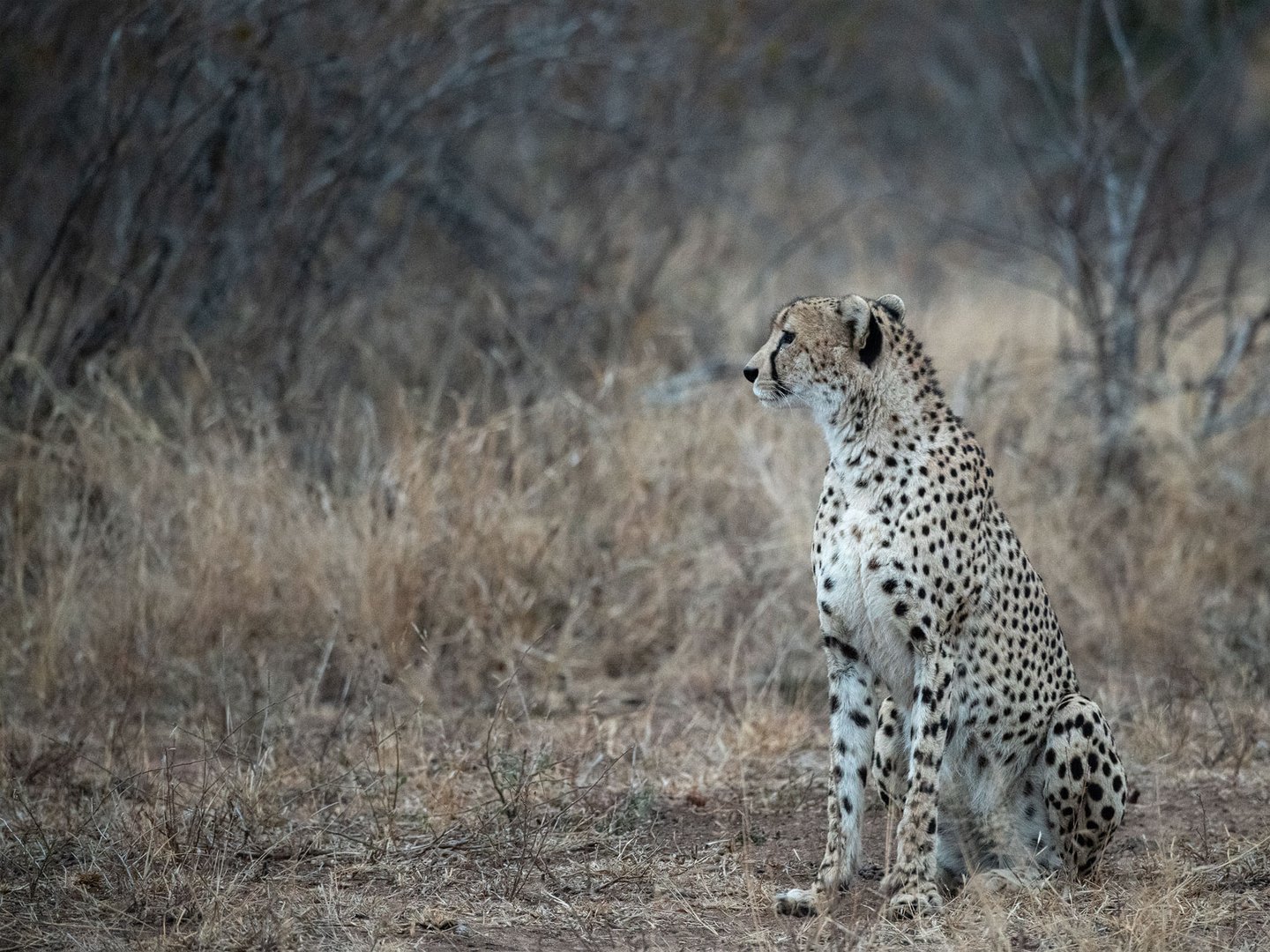 Gepard im Leopardenland