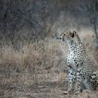 Gepard im Leopardenland