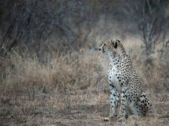 Gepard im Leopardenland