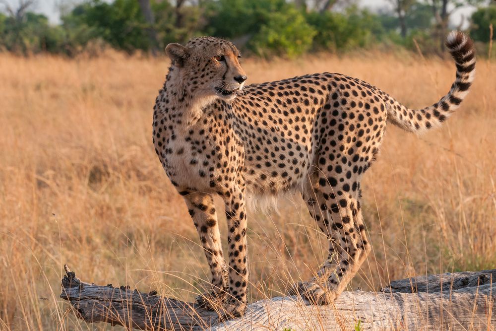 Gepard im letzten Licht