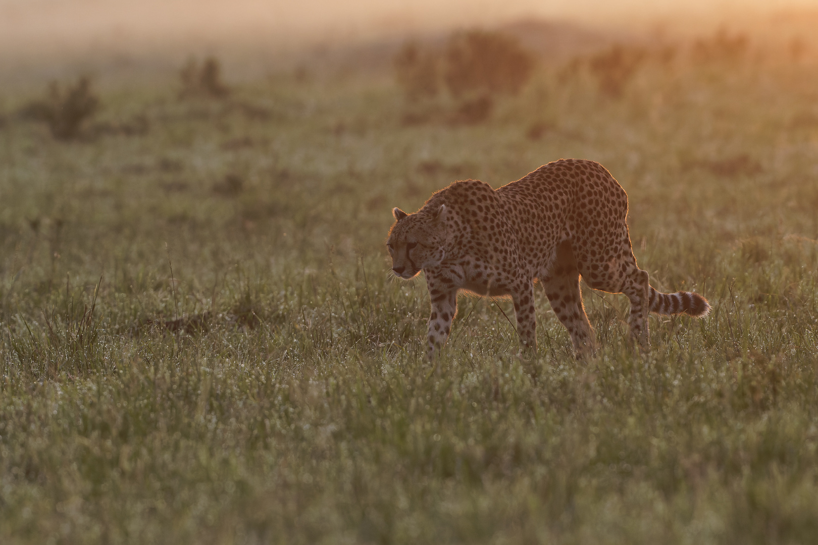 Gepard im Morgengrauen - Maasai Mara Dezember 2023