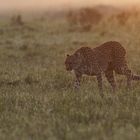 Gepard im Morgengrauen - Maasai Mara Dezember 2023