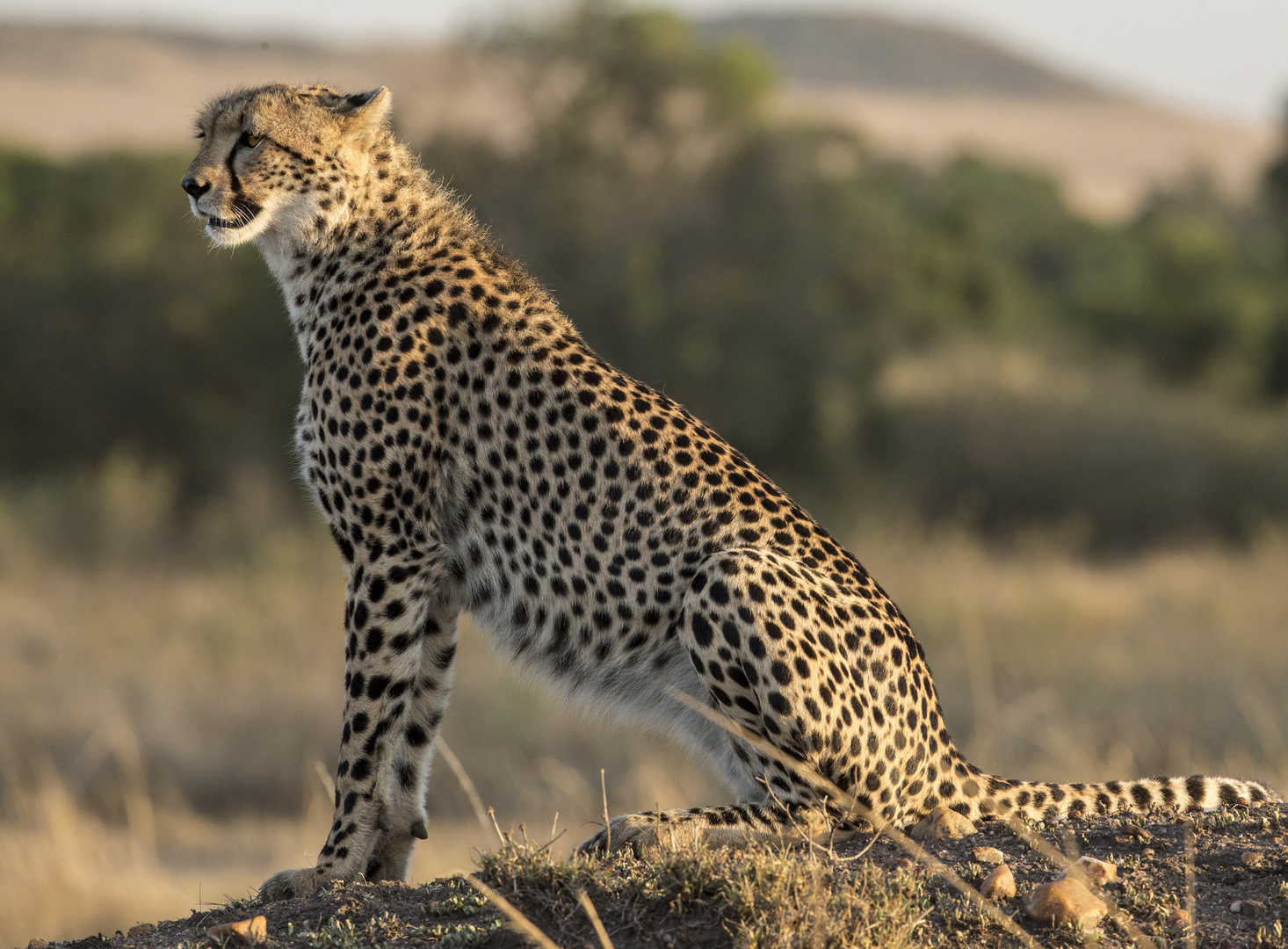 Gepard im Morgenlicht