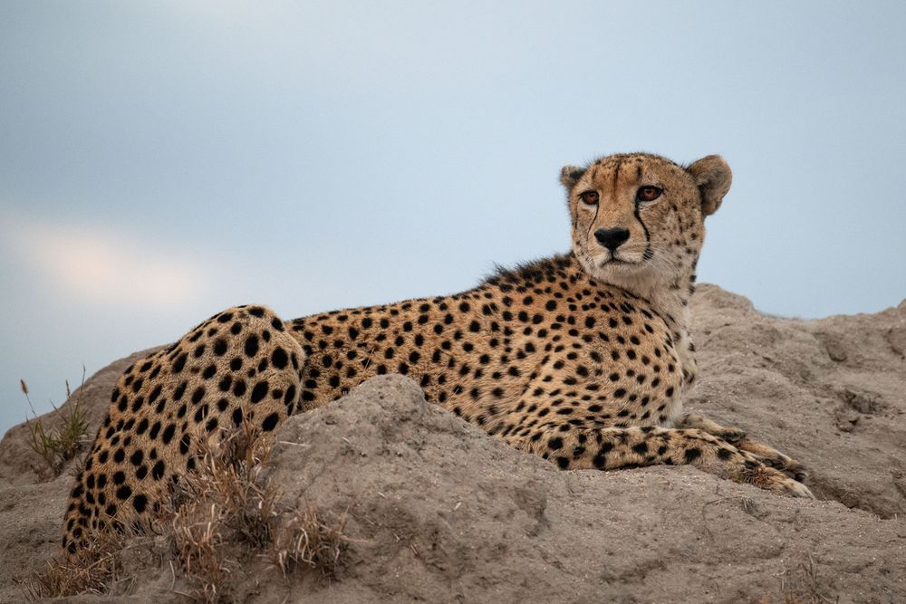 Gepard im Morgenlicht