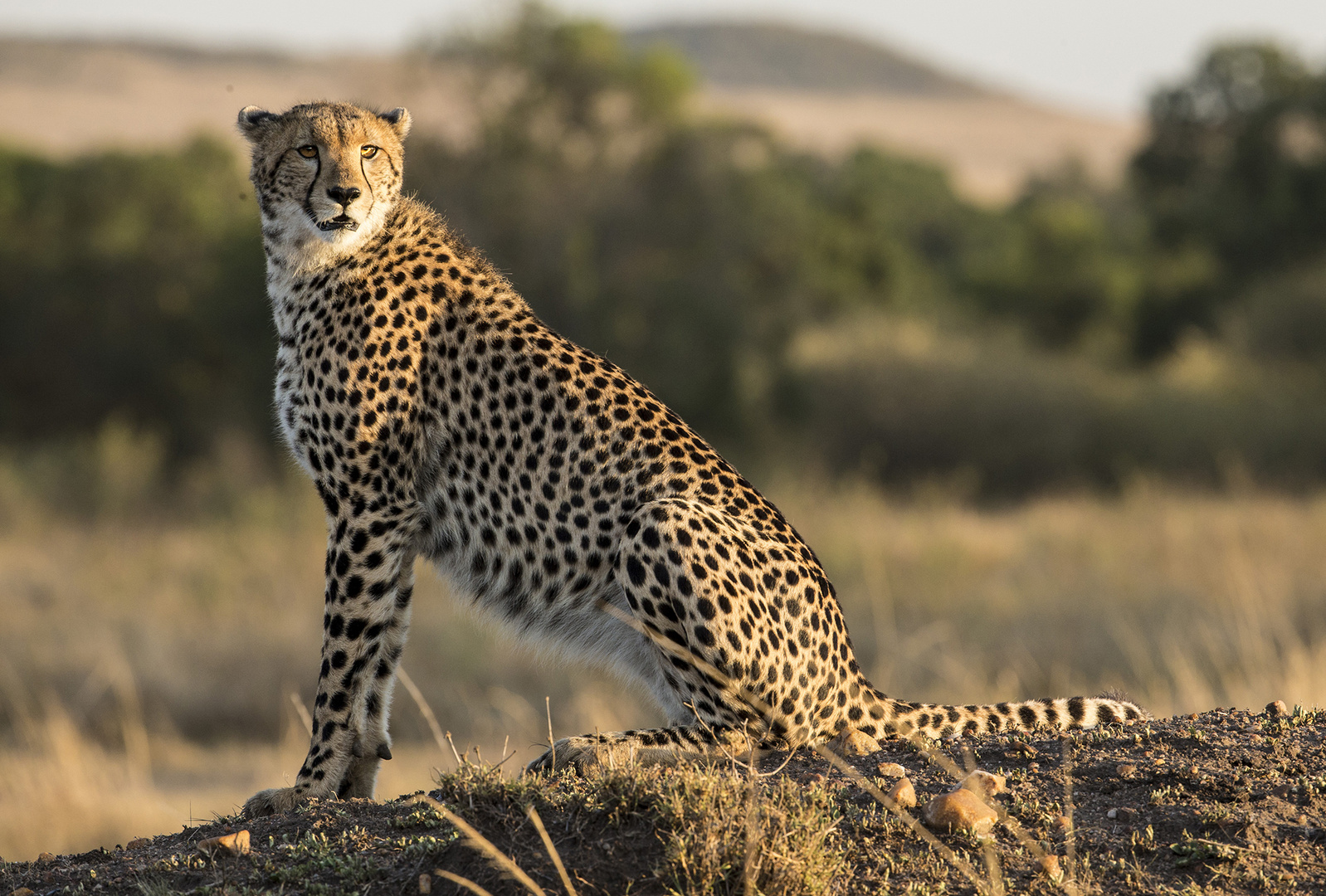 Gepard im Morgenlicht