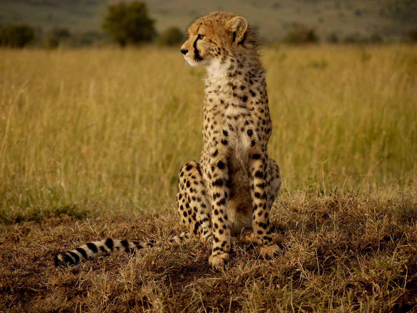 Gepard im Morgenlicht