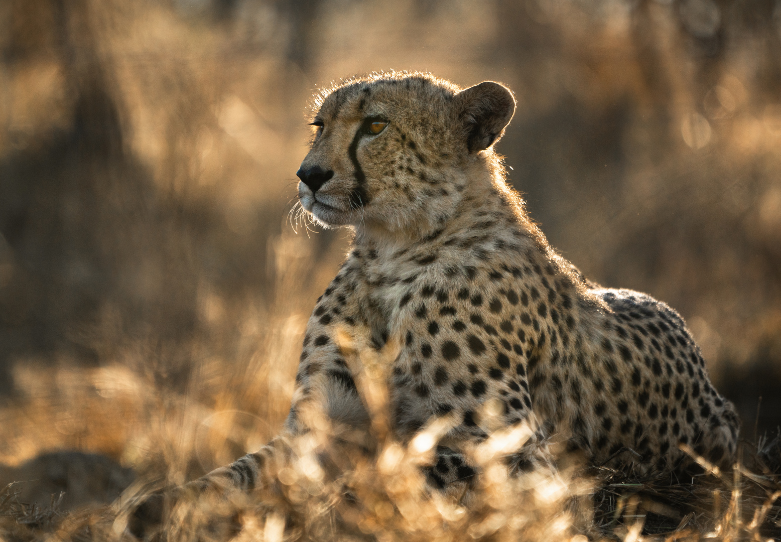 Gepard im Morgenlicht