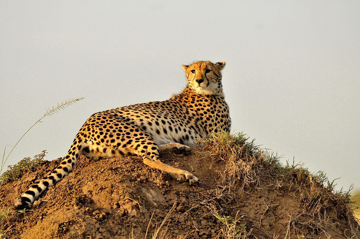 Gepard im Morgenlicht