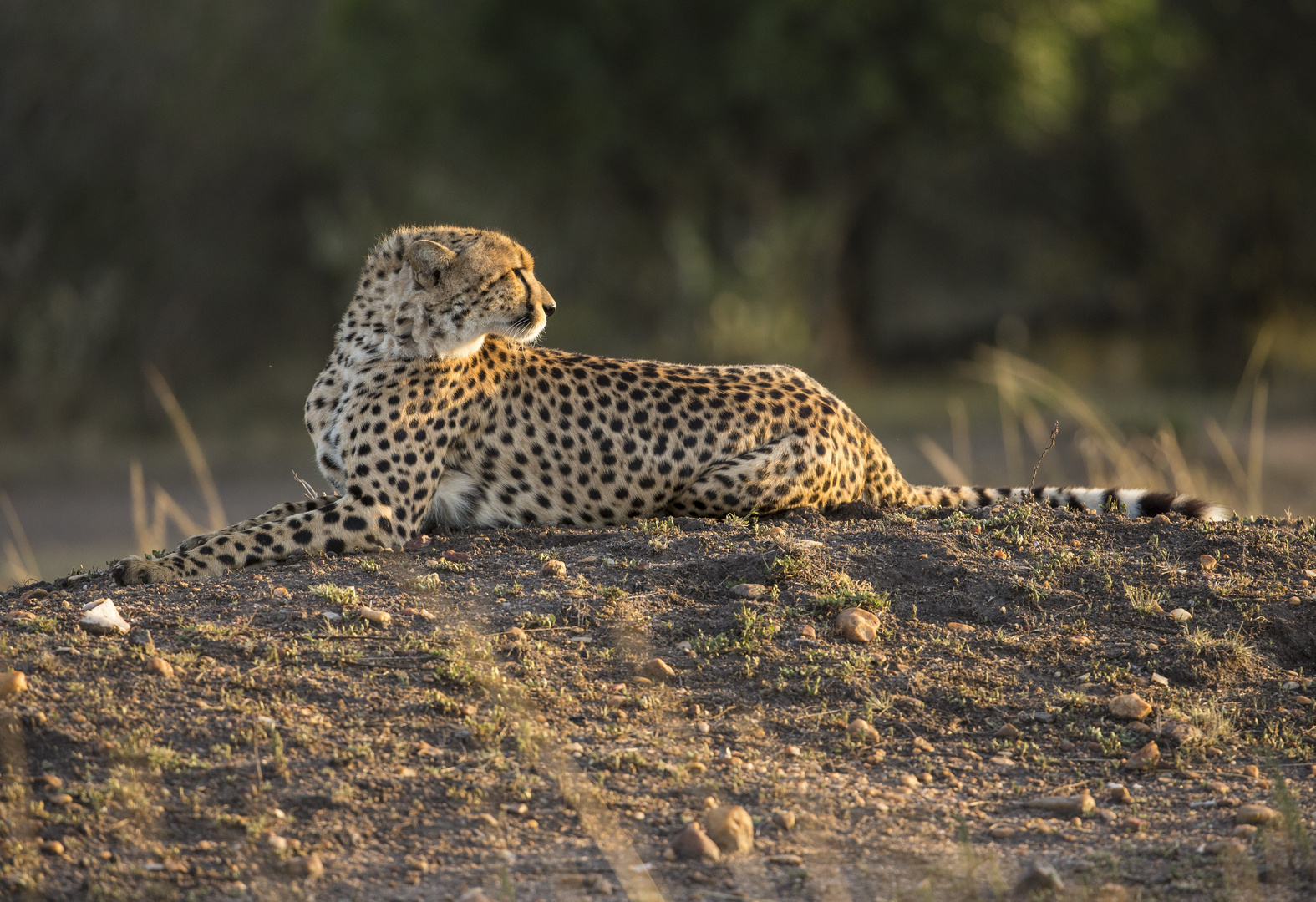 Gepard im Morgenlicht