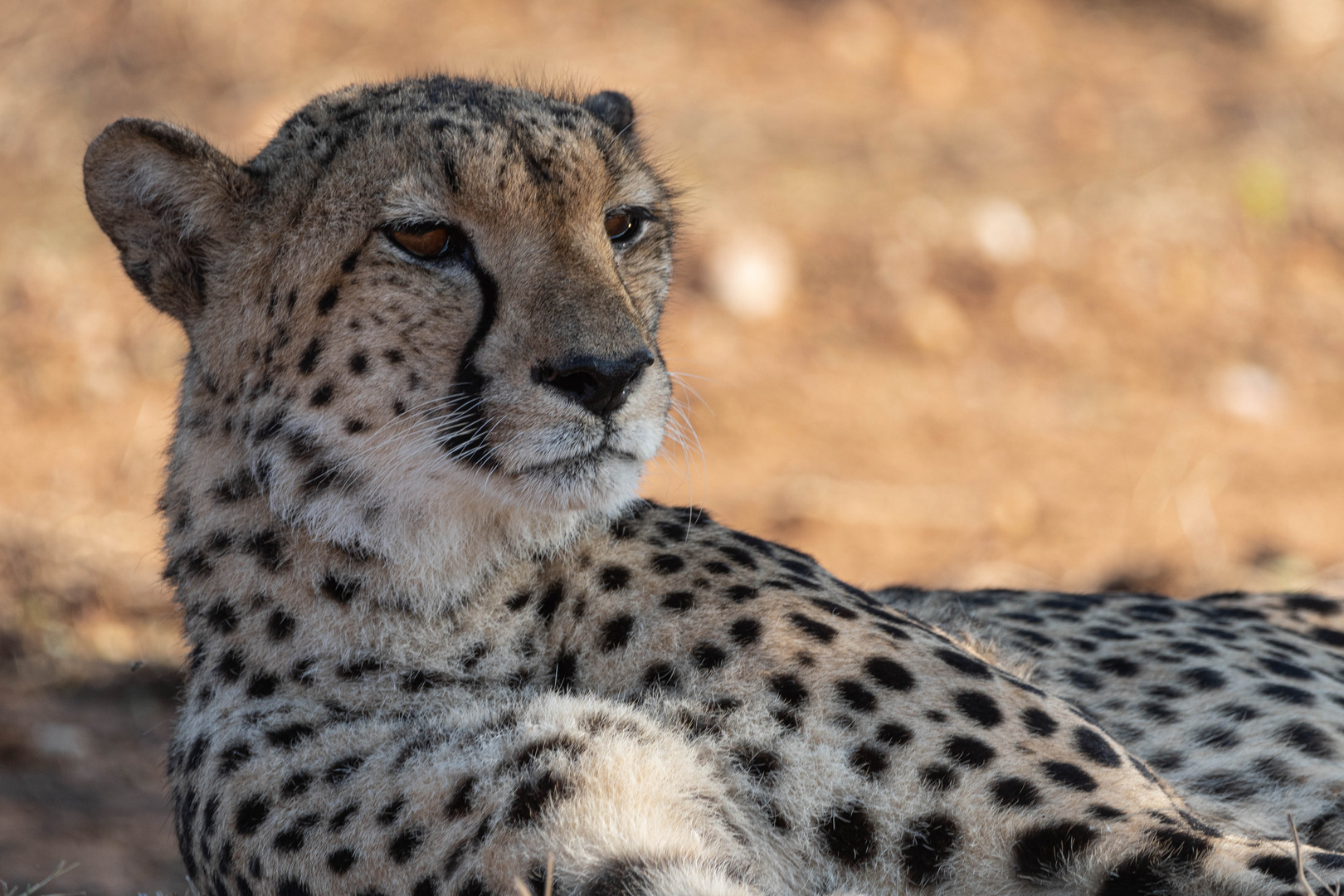 Gepard im Morgenlicht des Makalali Reservats