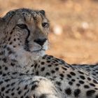 Gepard im Morgenlicht des Makalali Reservats