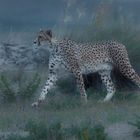 Gepard im Morgenlicht