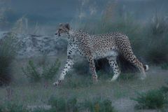 Gepard im Morgenlicht