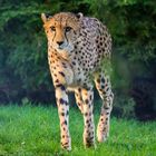 Gepard im Münster Zoo