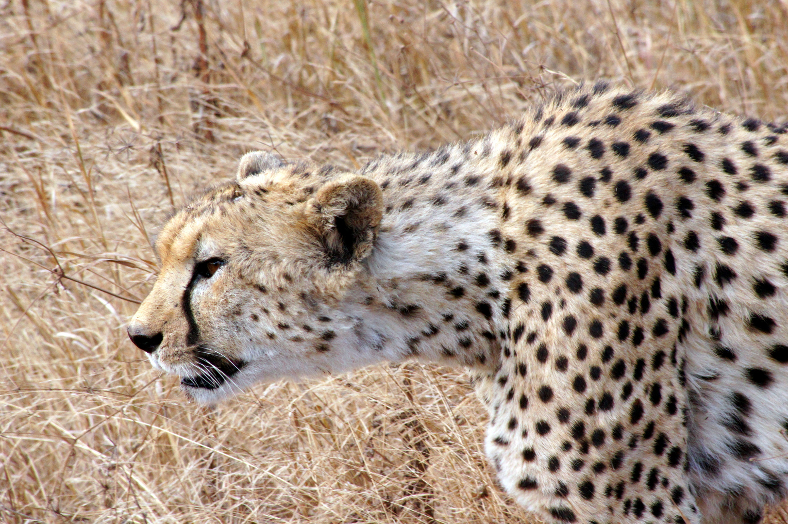 Gepard im Ngorongoro-Krater