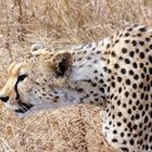 Gepard im Ngorongoro-Krater