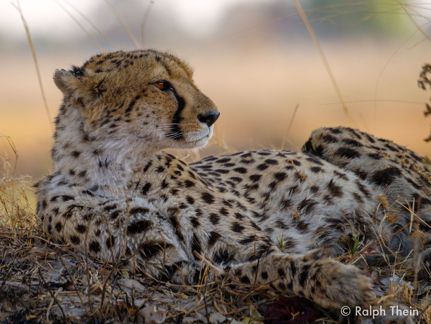 Gepard im Okavango