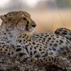 Gepard im Okavango