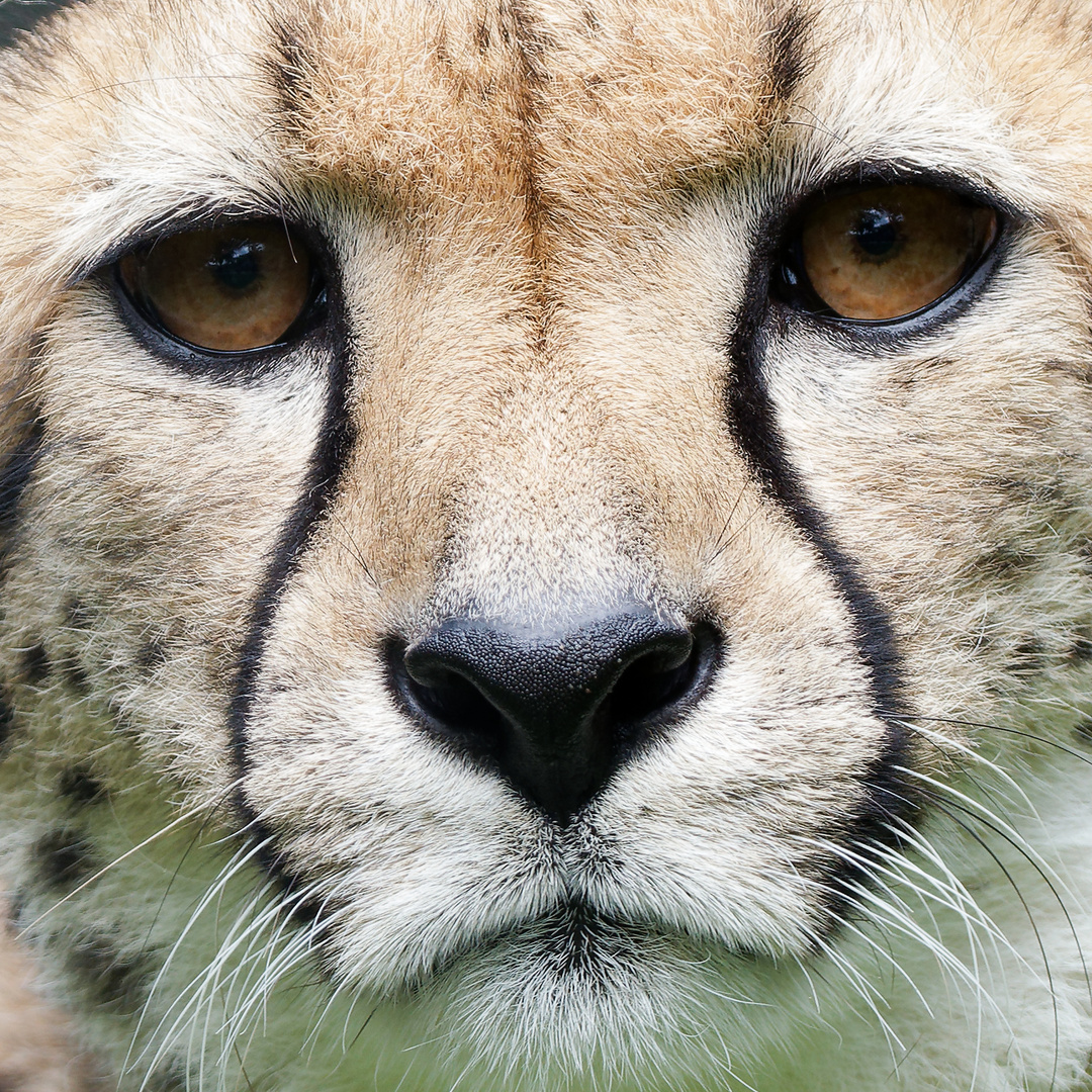 Gepard im Portrait