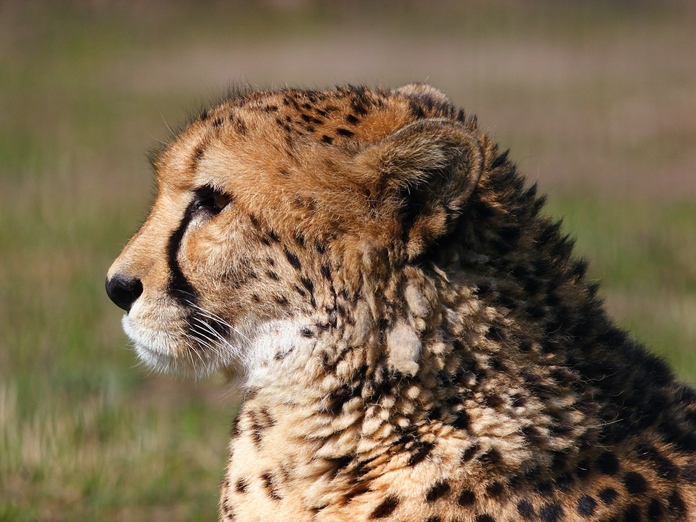 Gepard im Profil