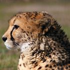 Gepard im Profil