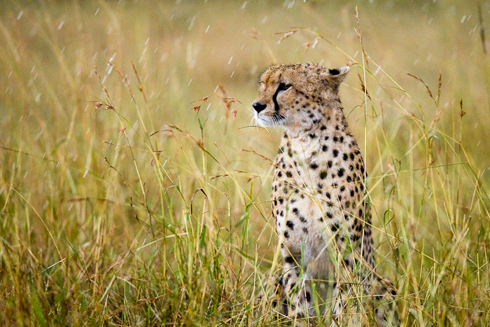 ...Gepard im Regen...