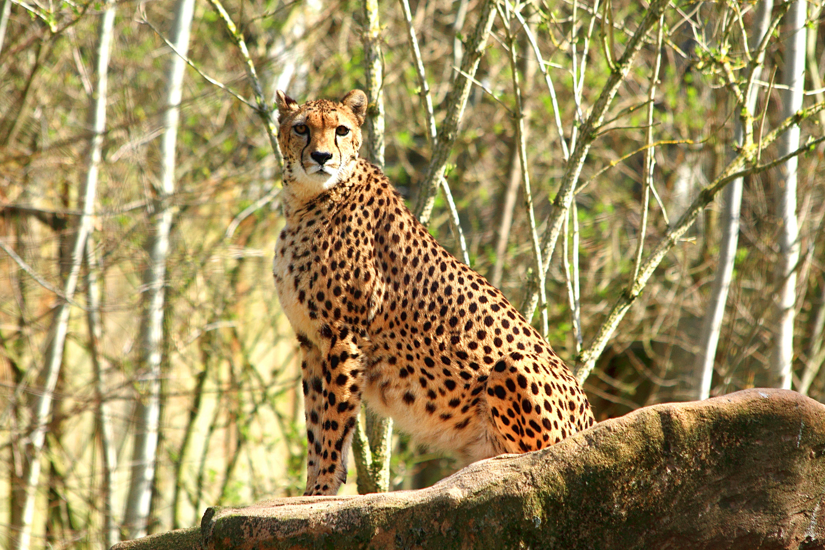 Gepard im Rostocker Zoo