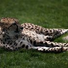 Gepard im Safari Park