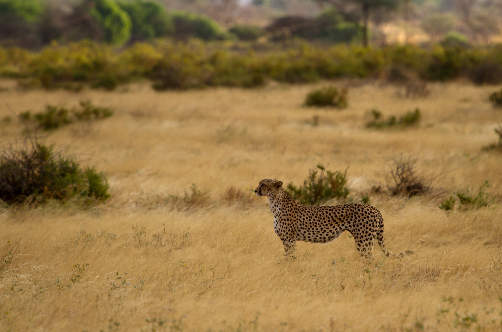 Gepard im Samburu