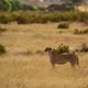 Gepard im Samburu