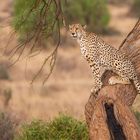 Gepard im Samburu NR, Kenia