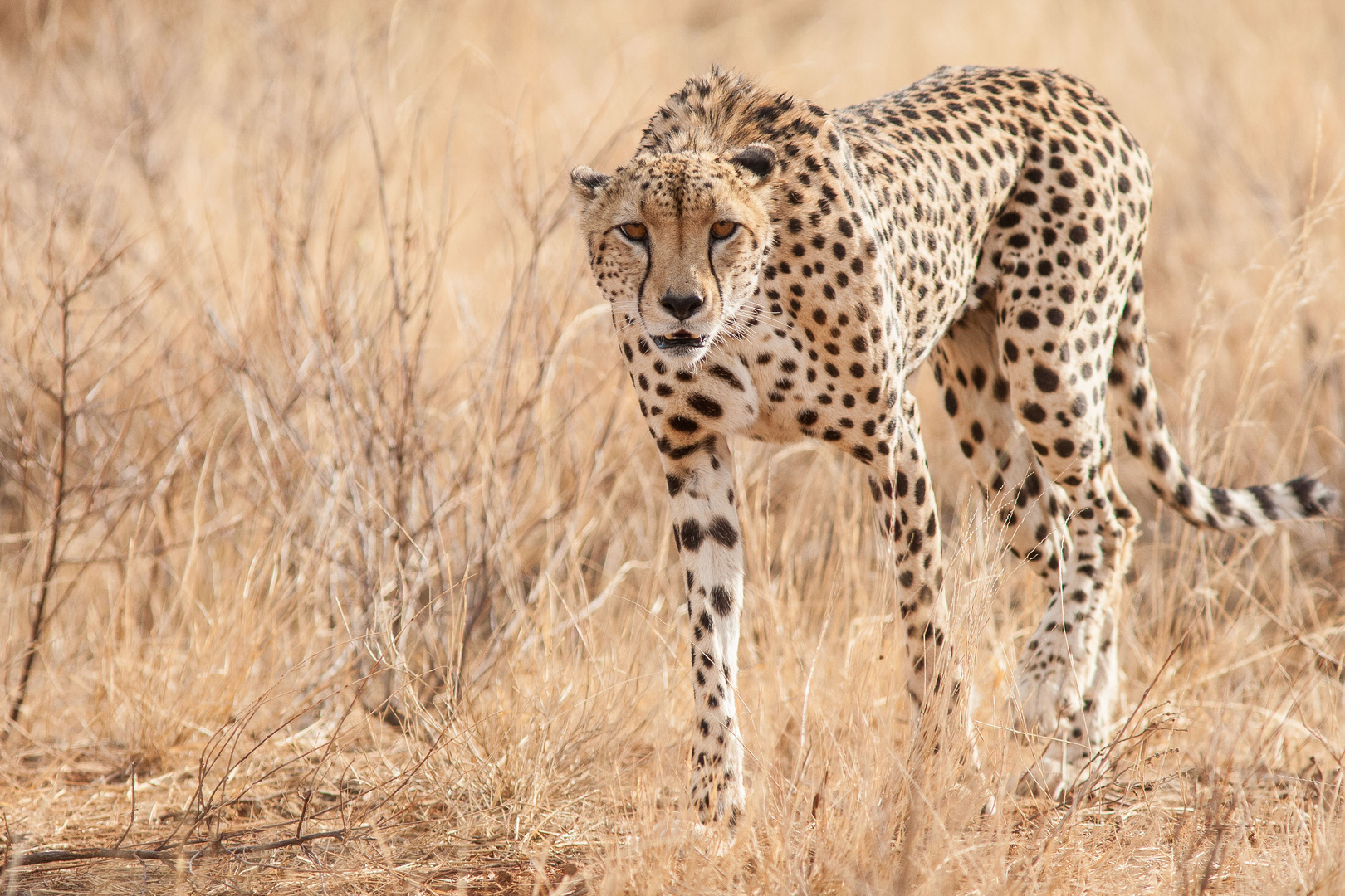 Gepard im Samburu NR, Kenia