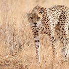 Gepard im Samburu NR, Kenia