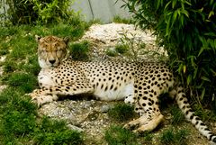 Gepard im Schlaf